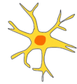 Death of motor neuron after post-polio syndrome.gif