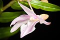 Dendrobium klabatense