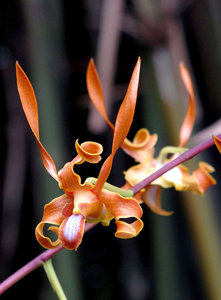 File:Dendrobium tangerinum by Scott Zona - 004a.jpg