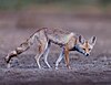 Desert fox portrait.jpg