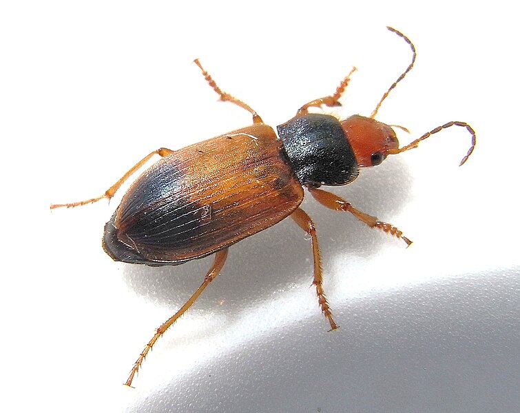 File:Diachromus germanus.jpg