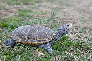 Diamondback terrapin Species of reptile