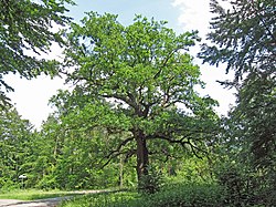 Thick oak near Sulzthal, 1.jpg