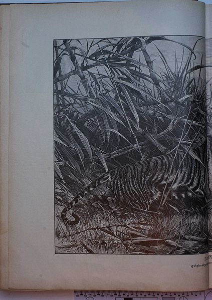 File:Die Gartenlaube (1893) 012.jpg