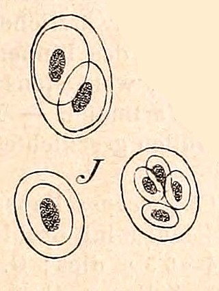 <i>Gloeothece</i> Genus of cyanobacteria