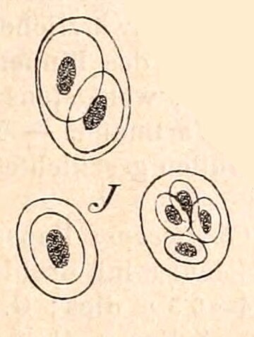 Gloeothece