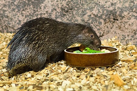 Dikobraz palawanský zoo praha 2.jpg