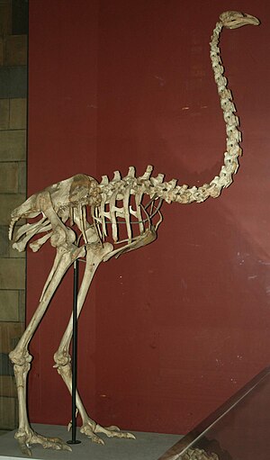 Dinornis