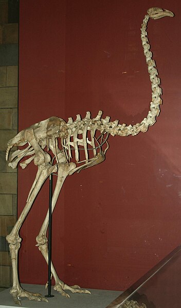 File:Dinornis maximus, Natural History Museum (PV A 608).jpg