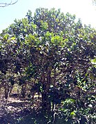 Diospyros egrettarum