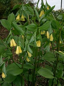 Disporum flavens1.jpg