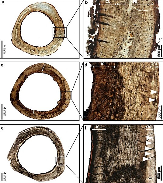 File:Dodo bone thin sections showing ontogenetic growth series.jpg