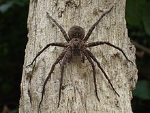 Dolomedes vittatus 10038285.jpg