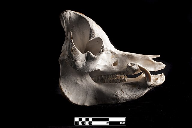 Skull of a domestic pig (Sus domesticus)