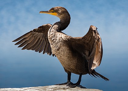 Double-crested cormorant at Sutro Baths-6460