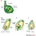 Hình 3: Thụ tinh kép. A=Bàu nhuỵ. B=Trong túi phôi: Ba = 2 nhân đực (màu xanh) từ ống phấn; Bb = Thụ tinh kép giữa 1 nhân đực (xanh) với noãn (đỏ) và 1 nhân đực còn lại với 2 nhân cực (tím); Bc = Kết quả tạo ra hợp tử (2n) và nội nhũ (3n).