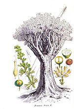 Fig. 4. Dragonnier de La Orotava avant la tempête de 18191. feuille, 2. panicule, 3. fleur, 4. étamine, 5. pistil, 6. ovaire, 7. baie, 9. graine (Ch. Lemaire, 1851-1854)