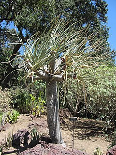 <i>Dracaena serrulata</i> Species of flowering plant