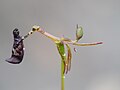 Drakaea livida