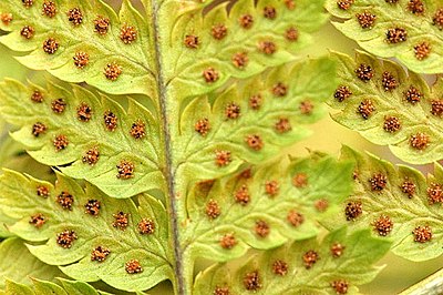 Dryopteris.carthusiana.2.jpg