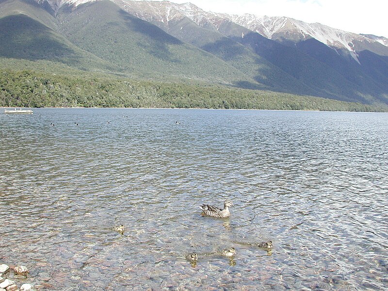 File:Ducks swimming in Lake Rotoiti.jpg