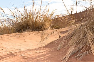 <i>Stipagrostis sabulicola</i> Species of grass endemic to Namibia