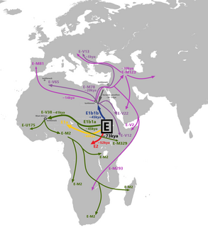 <span class="mw-page-title-main">DNA history of Egypt</span>