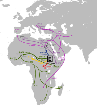 <span class="mw-page-title-main">Genetic history of Egypt</span>
