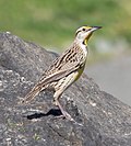 Thumbnail for File:Eastern meadowlark in CP (60317).jpg