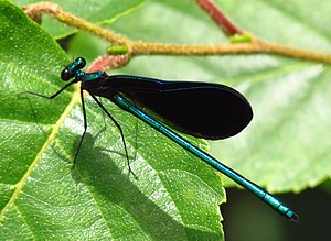 Maschio di Calopteryx maculata