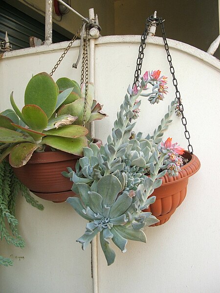 File:Echeveria runyonii 'Topsy Turvy' 3.jpg