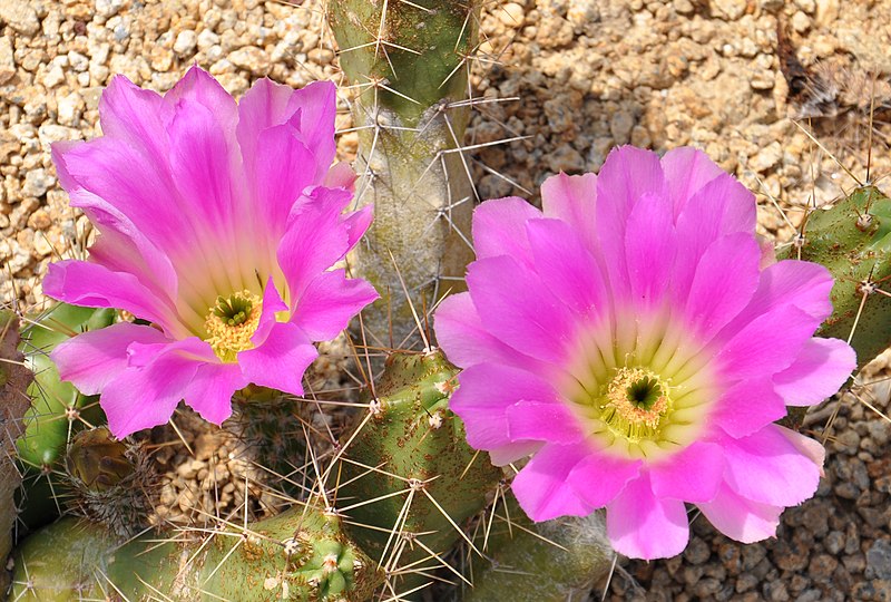 File:Echinocereus pentalophus.jpg