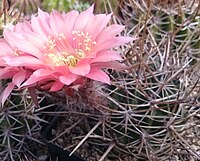 Echinopsis ferox rosa.jpg