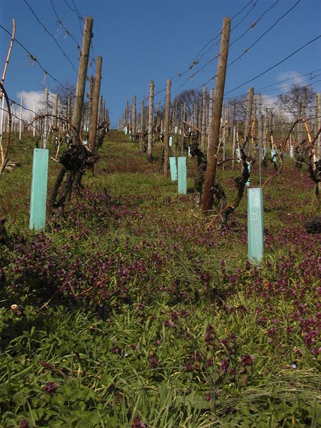 File:Einzelstockverjüngung Weinbau.jpg