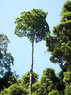 <i>Elaeocarpus obovatus</i> Species of flowering plant in the family Elaeocarpaceae
