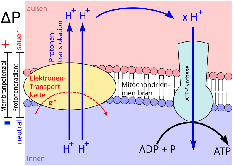 File:Elektronentransportphosphorylierung.svg