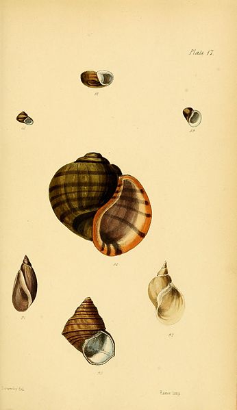 File:Elements of conchology (Plate 17) (9315450778).jpg