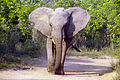 Elephant (Loxodonta Africana), (Kruger National Park)