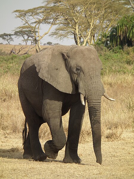 File:Elephant in Tanzania 3305 Nevit.jpg