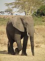 Elephant in Tanzania 3305 Nevit.jpg