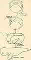 Embryology (1949) (21285445665).jpg