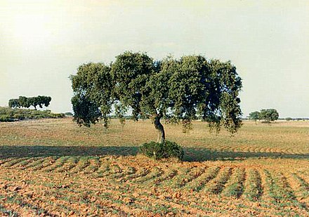 Clima mediterráneo - Wikiwand