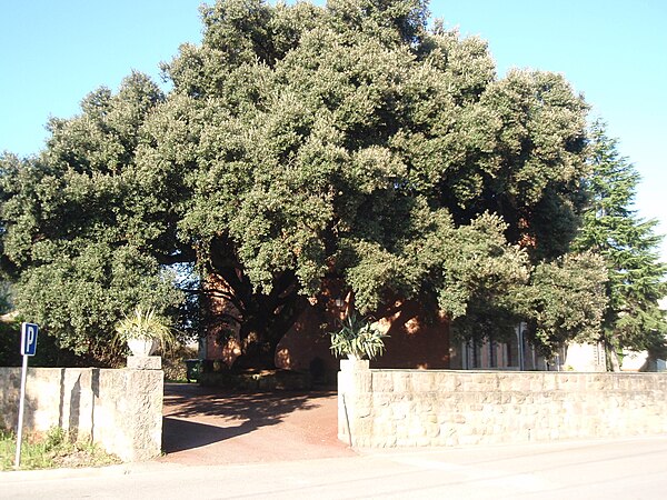 Árboles singulares de Cantabria - Wikiwand