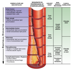 Endothelial dysfunction Atherosclerosis.png