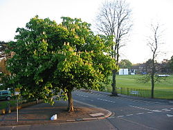 Lincoln Road Ground, Enfield