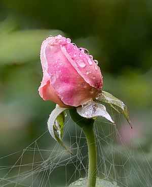 un bouton de rose rose avec des gouttes de pluie.