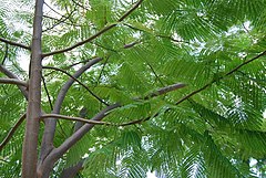 Branches and foliage of a young Enterolobium cyclocarpum, about 3 years old, in Naiguata, Venezuela Enterolobium.JPG