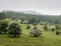 * Nomination Mountain pastures "Raso de Zezama", near the Opakua mountain pass. Hawthorns. Álava, Basque Country, Spain --Basotxerri 08:33, 8 July 2018 (UTC) * Promotion Good quality. --GT1976 08:40, 8 July 2018 (UTC)