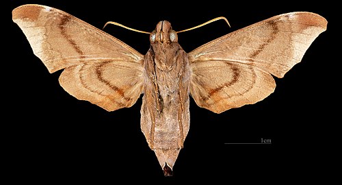 Enyo cavifer MHNT CUT 2010 0 527 - Cordillera de Lumbaqui Ecuador - female ventral.jpg