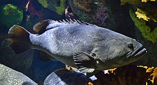 <span class="mw-page-title-main">Giant grouper</span> Species of fish